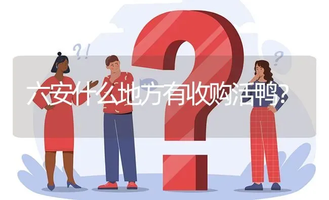 六安什么地方有收购活鸭? | 养殖问题解答
