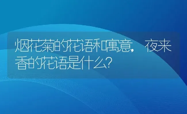 烟花菊的花语和寓意,夜来香的花语是什么？ | 养殖常见问题