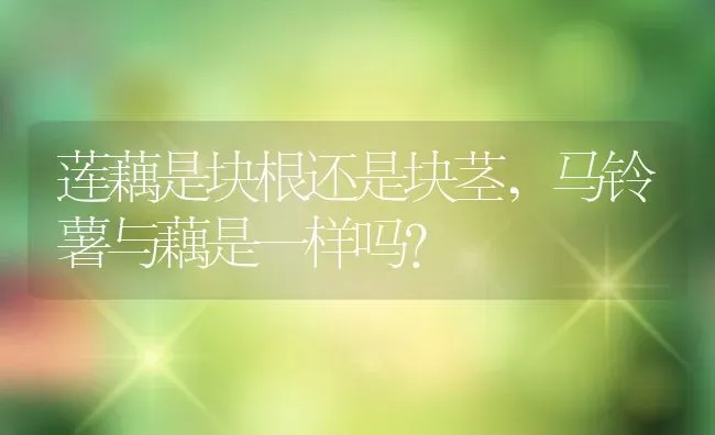 莲藕是块根还是块茎,马铃薯与藕是一样吗？ | 养殖常见问题