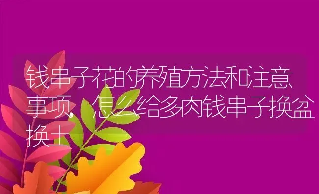 钱串子花的养殖方法和注意事项,怎么给多肉钱串子换盆换土 | 养殖常见问题