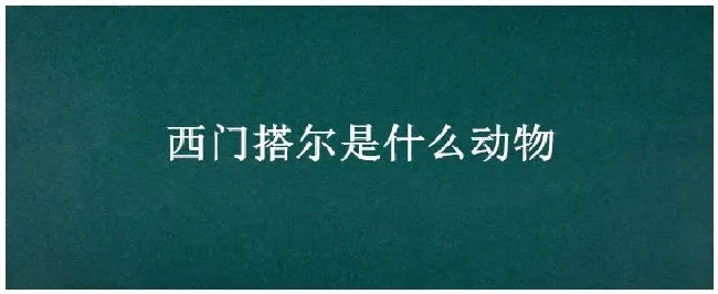 西门搭尔是什么动物 | 农业问题