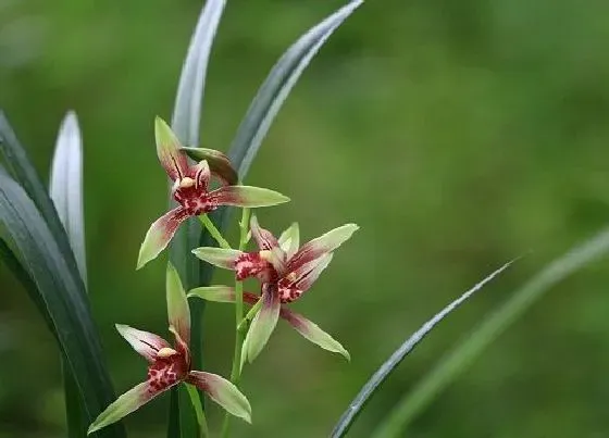 植物常识问题|给兰花喂养什么花箭抽的高