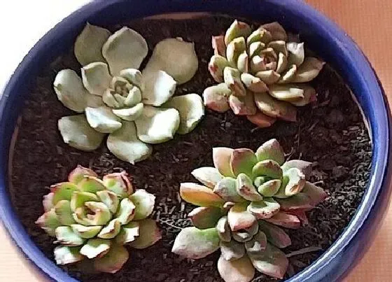 植物常识问题|冬季多肉养护要注意些什么