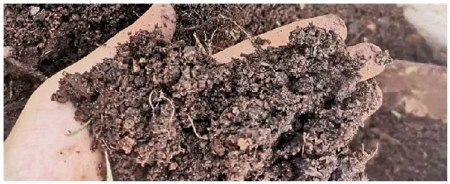 氮磷钾分别在什么时候使用 | 农业常识