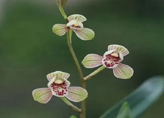 植物常识问题|兰花夏季如何防虫比较有效