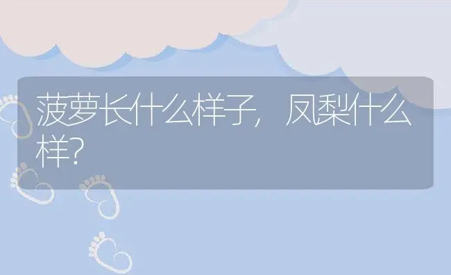 菠萝长什么样子,凤梨什么样？ | 养殖常见问题