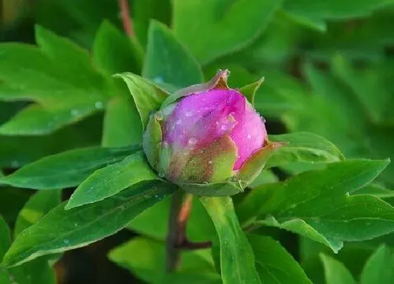 植物常识问题|磷酸二氢钾为什么不能频繁喷（喷施磷酸二氢钾注意事项）