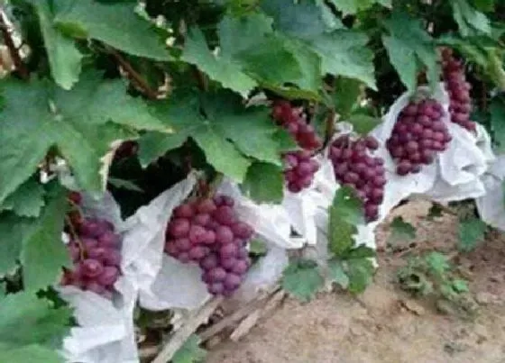 植物常识问题|巨峰葡萄有几个品种 巨峰系列哪个品种最好吃