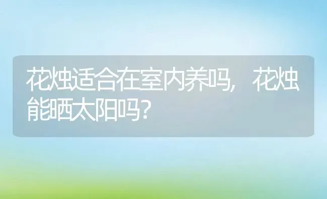 花烛适合在室内养吗,花烛能晒太阳吗？ | 养殖常见问题