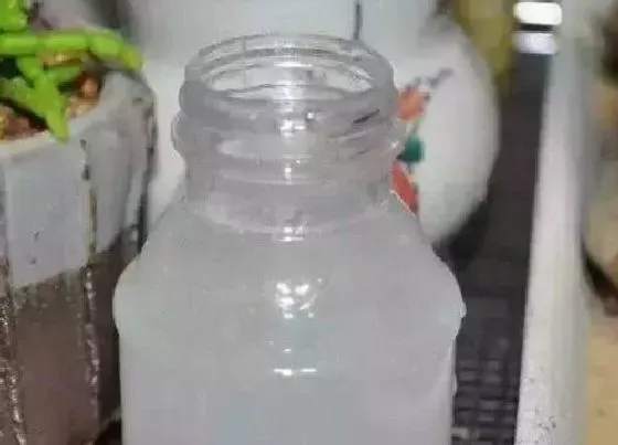 植物常识问题|自制生根水的配方