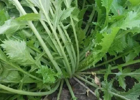 植物常识问题|盖菜和芥菜的区别