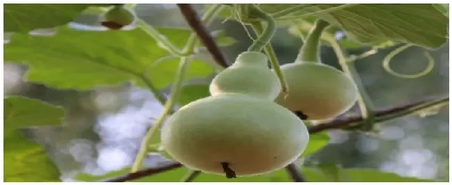 葫芦长在哪里 | 三农问答