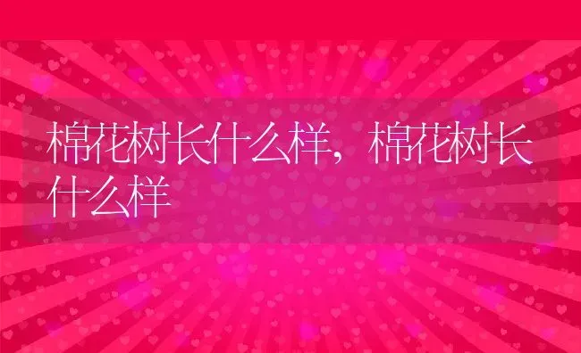 棉花树长什么样,棉花树长什么样 | 养殖常见问题
