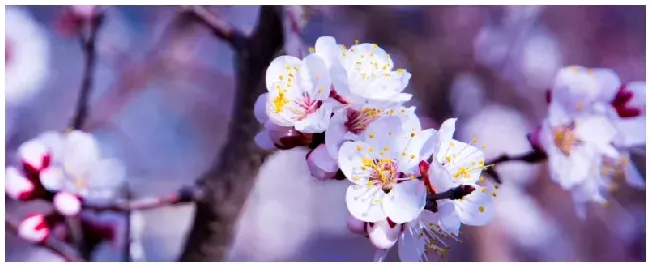 杏花花的特点 | 农业答疑