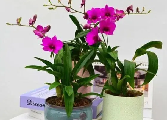 植物常识问题|石斛兰有哪些防虫方法