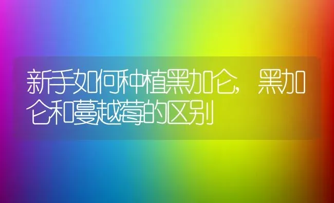 新手如何种植黑加仑,黑加仑和蔓越莓的区别 | 养殖常见问题