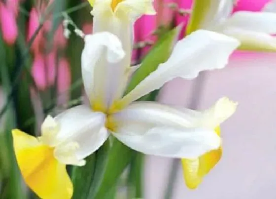 植物常识问题|一年就能泛滥的4种花卉