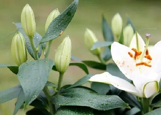 植物常识问题|百合闻多了会中毒吗 闻时间长了会怎么养