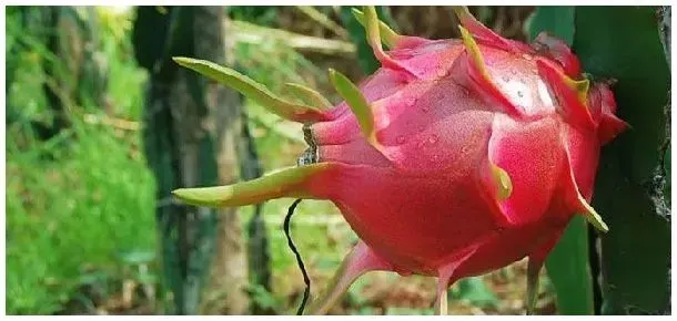 火龙果开花不结果怎么回事 | 三农答疑