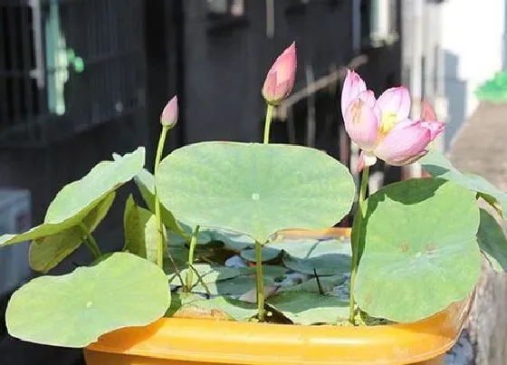 植物常识问题|碗莲养护有哪些指标