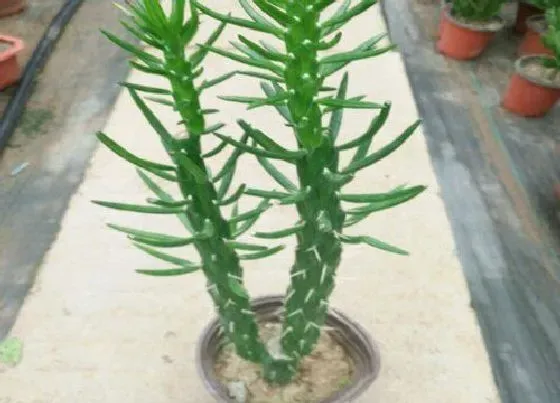植物常识问题|沙漠将军养殖技巧