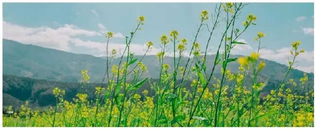 油菜生虫用什么农药 | 农业问题