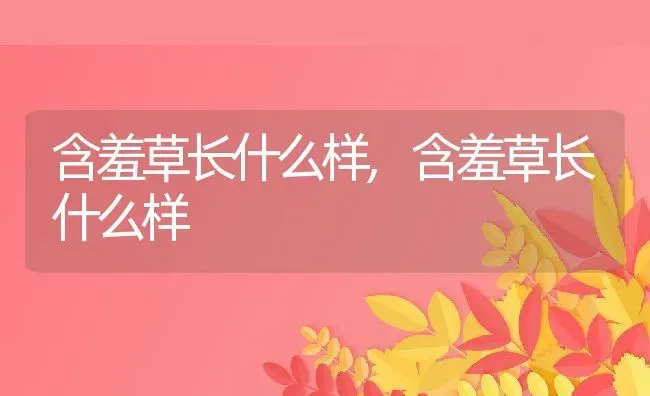 含羞草长什么样,含羞草长什么样 | 养殖常见问题