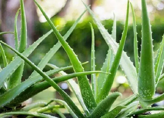 植物常识问题|一年就能泛滥的4种花卉
