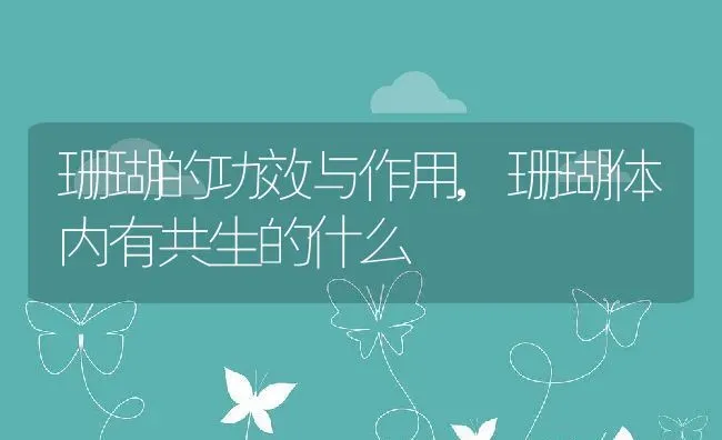 珊瑚的功效与作用,珊瑚体内有共生的什么 | 养殖常见问题