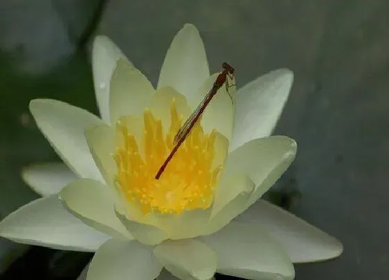 植物常识问题|莲花代表什么象征意义  代表什么寓意与含义