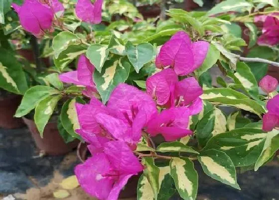 植物常识问题|想要三角梅开花多该如何进行养护