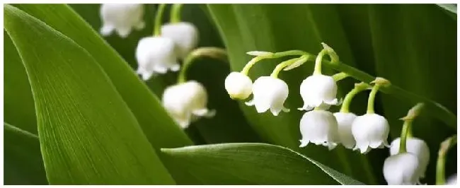 铃兰花种植注意事项 | 生活常识