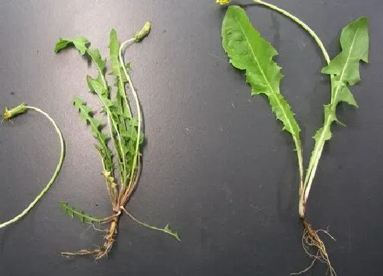 植物常识问题|蒲公英根的功效与作用及食用方法