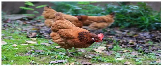 老母鸡和新母鸡的区别 | 三农答疑