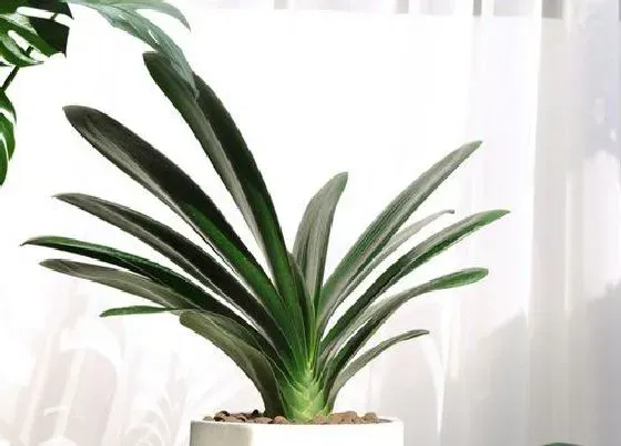 植物常识问题|君子兰抽箭期如何避免夹箭