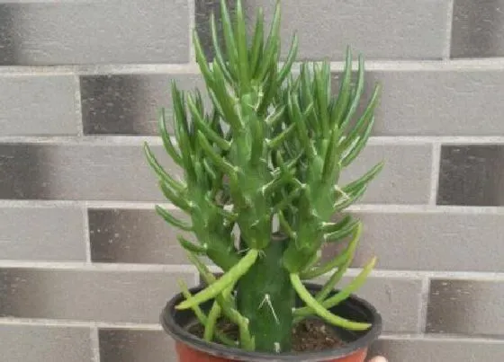 植物常识问题|沙漠将军养殖技巧
