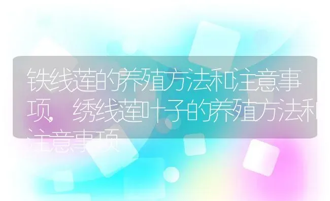 铁线莲的养殖方法和注意事项,绣线莲叶子的养殖方法和注意事项 | 养殖常见问题