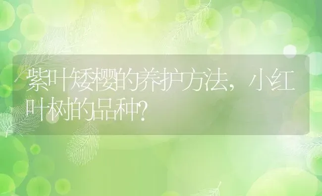 紫叶矮樱的养护方法,小红叶树的品种？ | 养殖常见问题