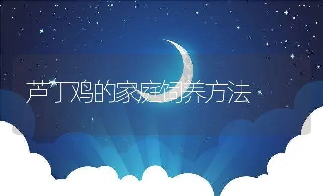 芦丁鸡的家庭饲养方法 | 养殖常见问题