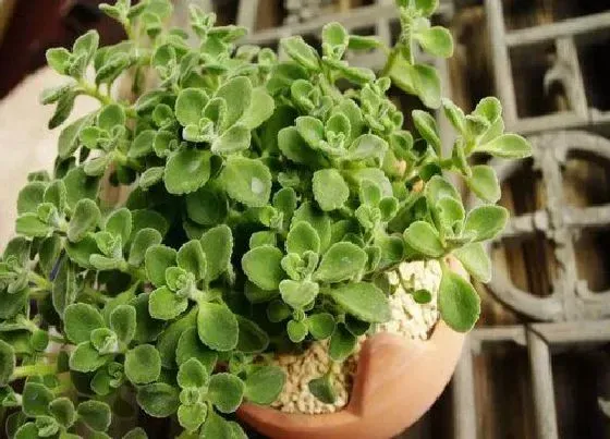 植物常识问题|碰碰香在冬季如何养护