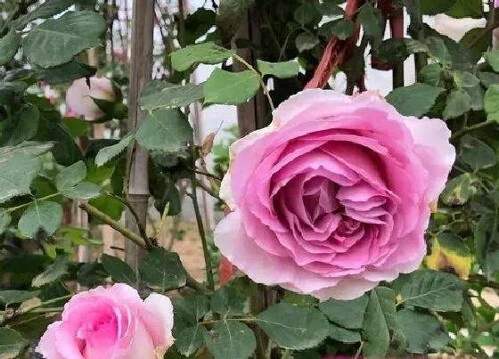 植物常识问题|如何养护月季才能开花娇艳