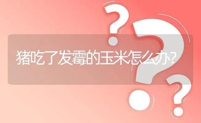猪吃了发霉的玉米怎么办? | 养殖问题解答