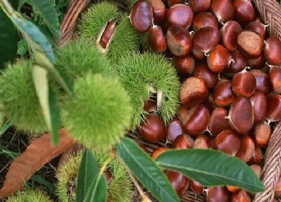 植物常识问题|中国哪里的板栗最有名最好吃 全国盛产板栗最多的地方