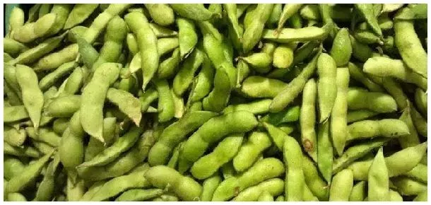 毛豆亩产多少斤 | 农业答疑
