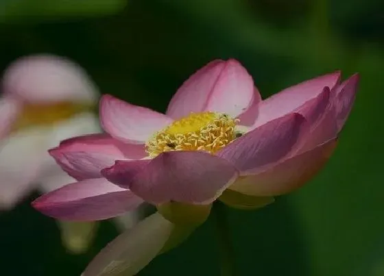 植物常识问题|莲花代表什么象征意义  代表什么寓意与含义