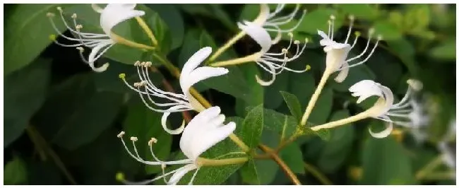 金银花种植技术与栽培管理 | 农业常识