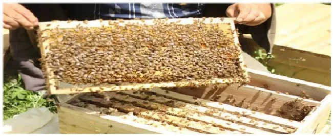 密蜂王怎样养的 | 农业答疑