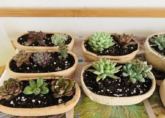 植物常识问题|冬季多肉养护要注意些什么