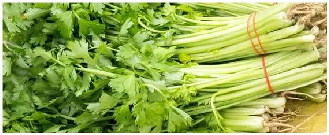 种植芹菜的催芽方法 | 农业常识