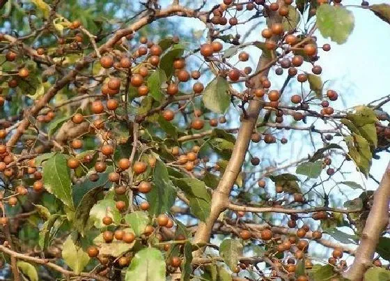 植物常识问题|杜梨的功效与作用